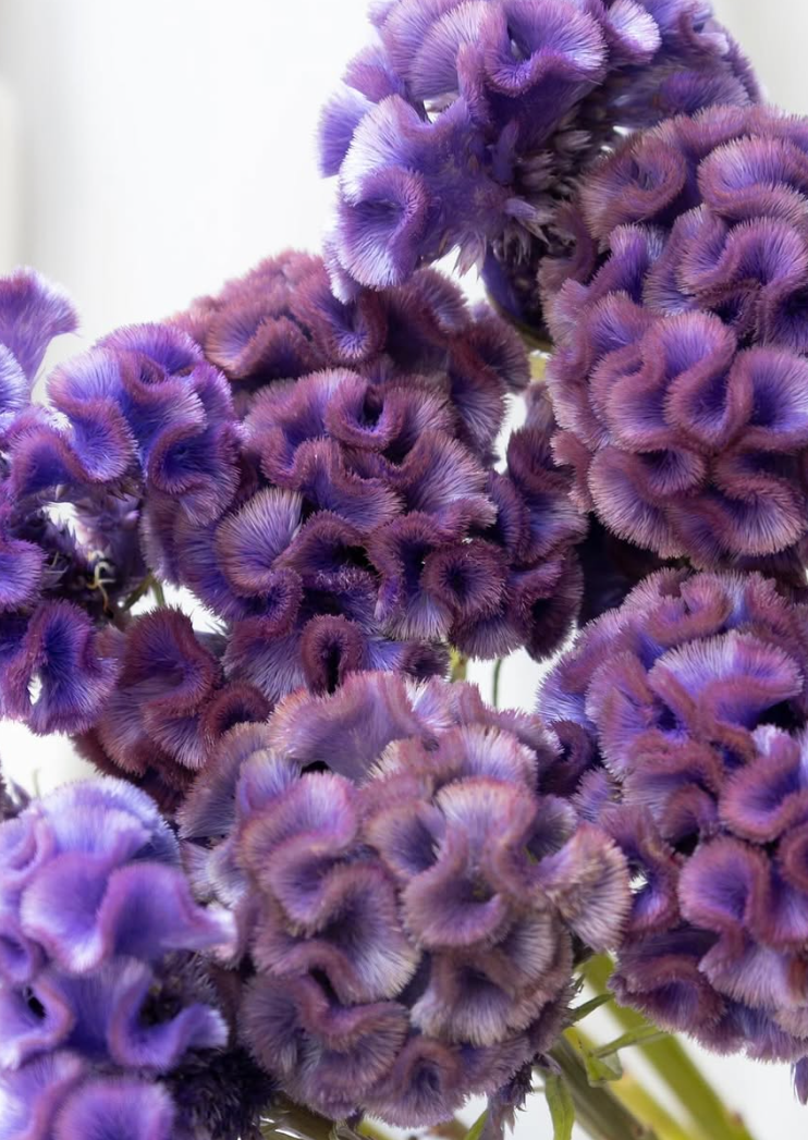 Celosia cristata ’Fuji’ 60 Seeds