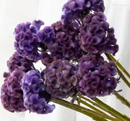 Celosia cristata ’Fuji’ 60 Seeds