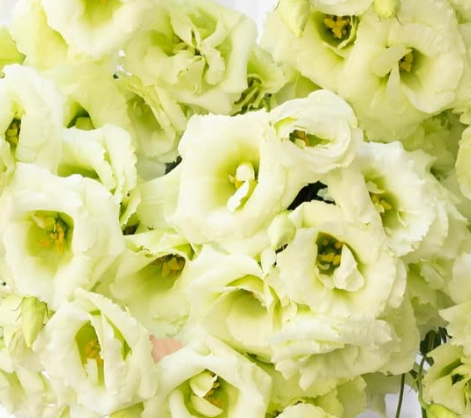 Lisianthus ( Eustoma ) ’Nano green’ 6 Seeds