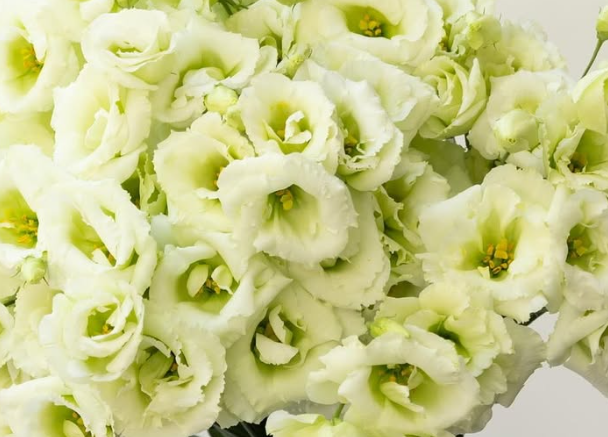 Lisianthus ( Eustoma ) ’Nano green’ 6 Seeds
