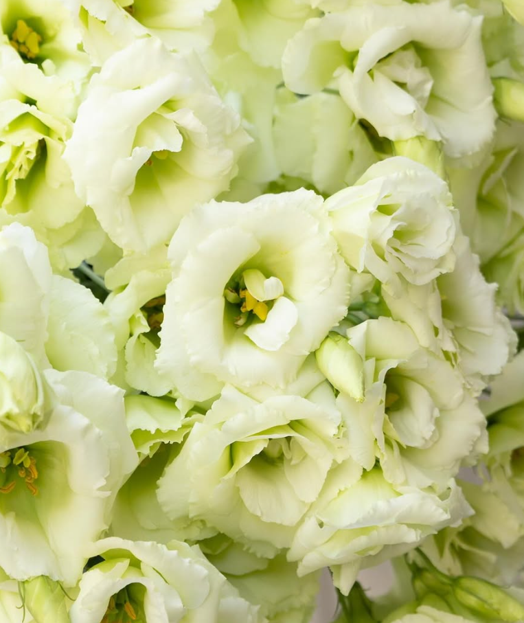 Lisianthus ( Eustoma ) ’Nano green’ 6 Seeds