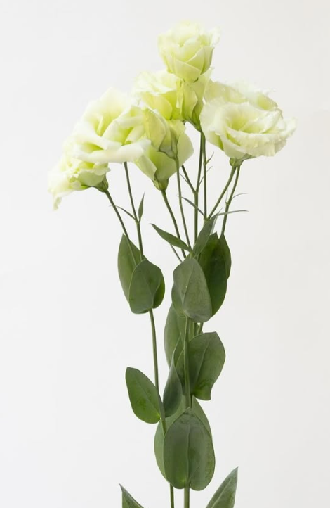 Lisianthus ( Eustoma ) ’Nano green’ 6 Seeds