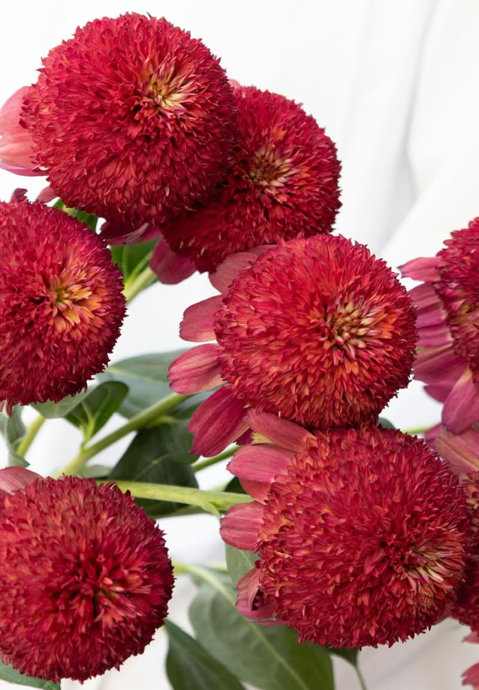 Echinacea purpurea ’Mariana’ 30 Seeds