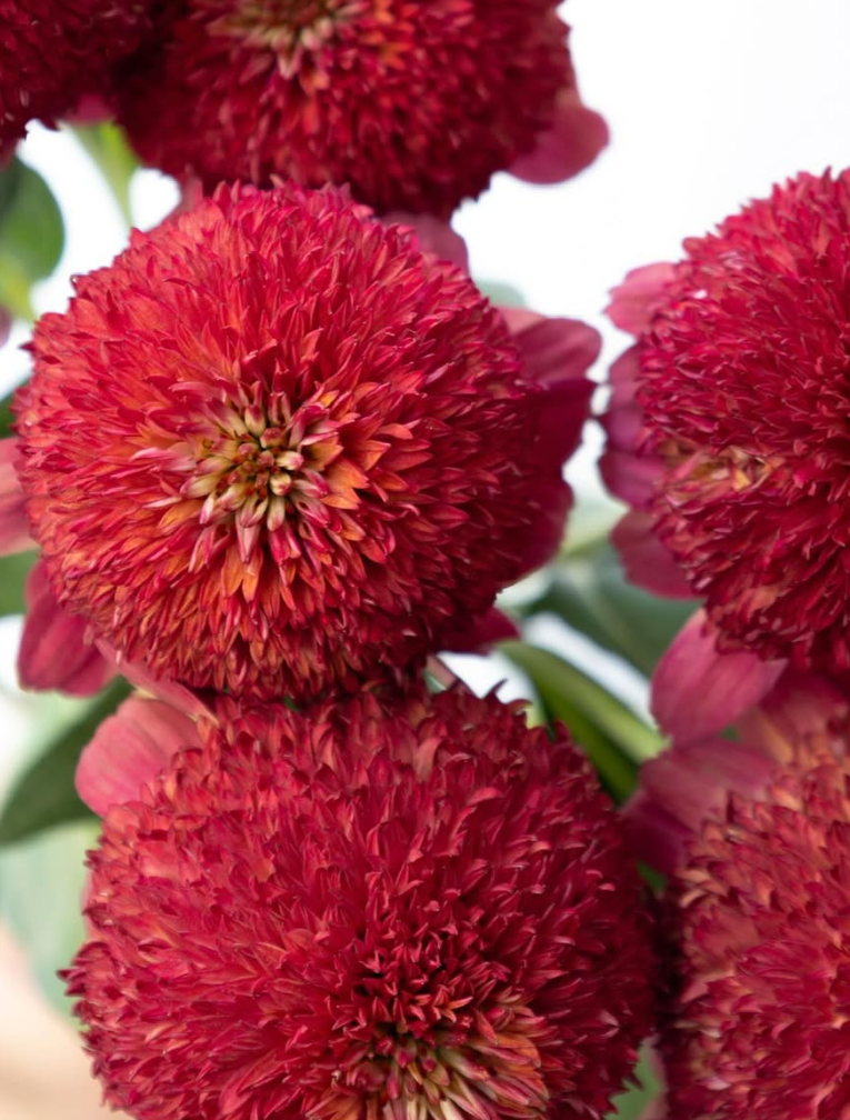 Echinacea purpurea ’Mariana’ 30 Seeds