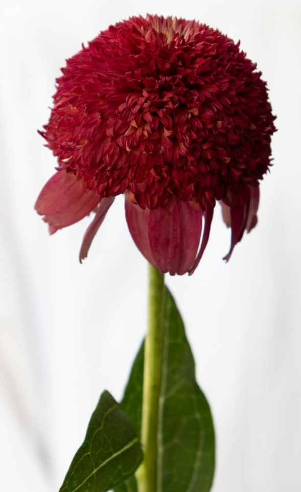 Echinacea purpurea ’Mariana’ 30 Seeds