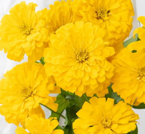 Zinnia elegans ’Gold sun’ 50 Seeds