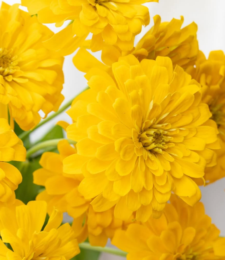 Zinnia elegans ’Gold sun’ 50 Seeds