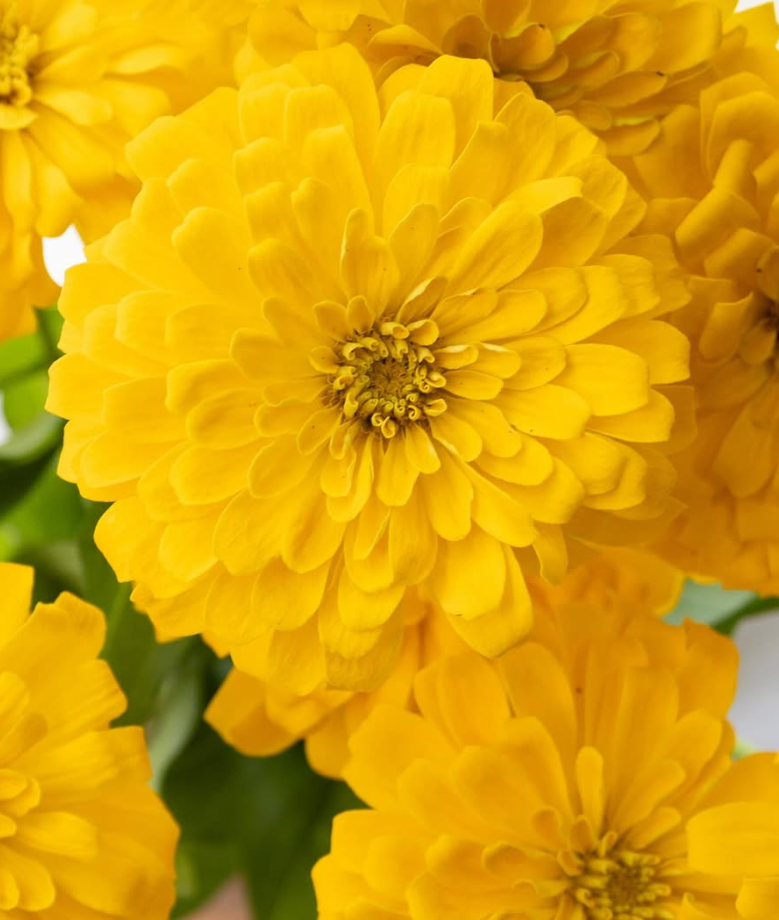 Zinnia elegans ’Gold sun’ 50 Seeds