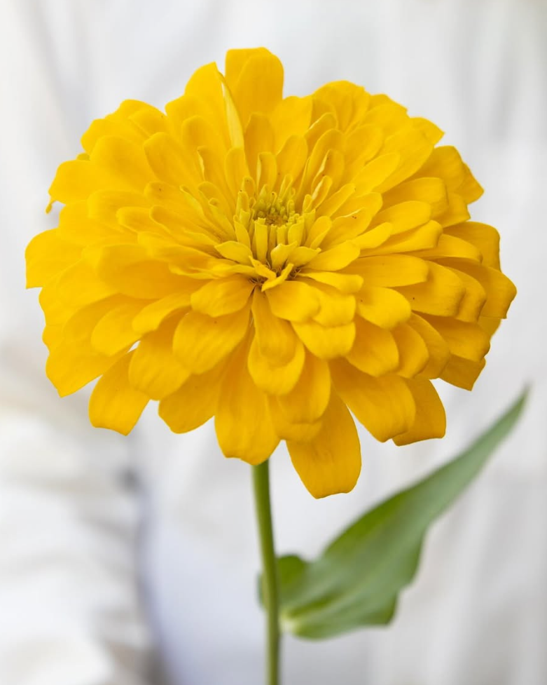 Zinnia elegans ’Gold sun’ 50 Seeds