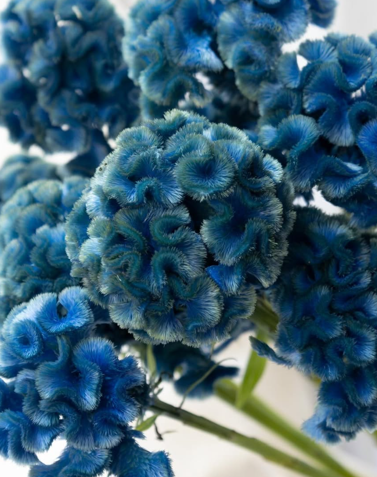 Celosia argentea ’Ruri’ 60 Seeds