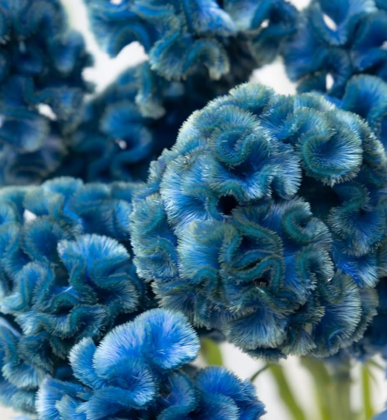 Celosia argentea ’Ruri’ 60 Seeds