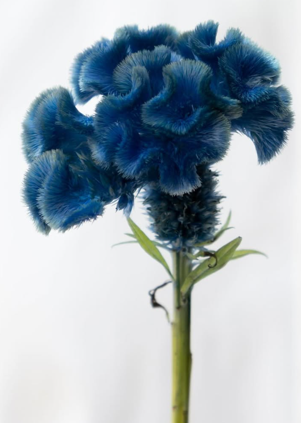 Celosia argentea ’Ruri’ 60 Seeds