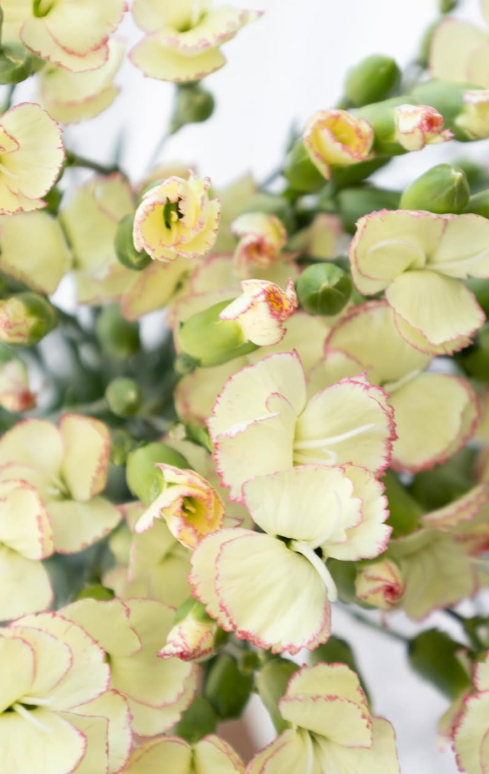 Dianthus ’Matsuri cream pink’ 100 Seeds