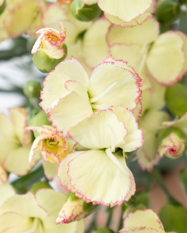 Dianthus ’Matsuri cream pink’ 100 Seeds