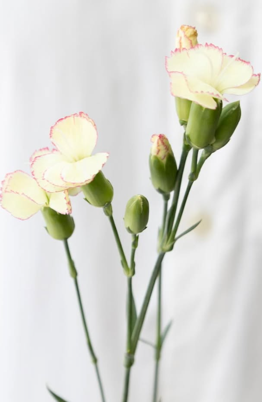 Dianthus ’Matsuri cream pink’ 100 Seeds