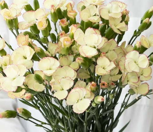 Dianthus ’Matsuri cream pink’ 100 Seeds