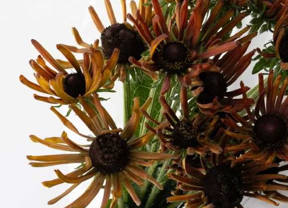 Echinacea purpurea ’Electra shock’ 30 Seeds