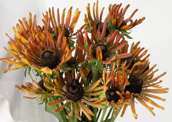Echinacea purpurea ’Electra shock’ 30 Seeds