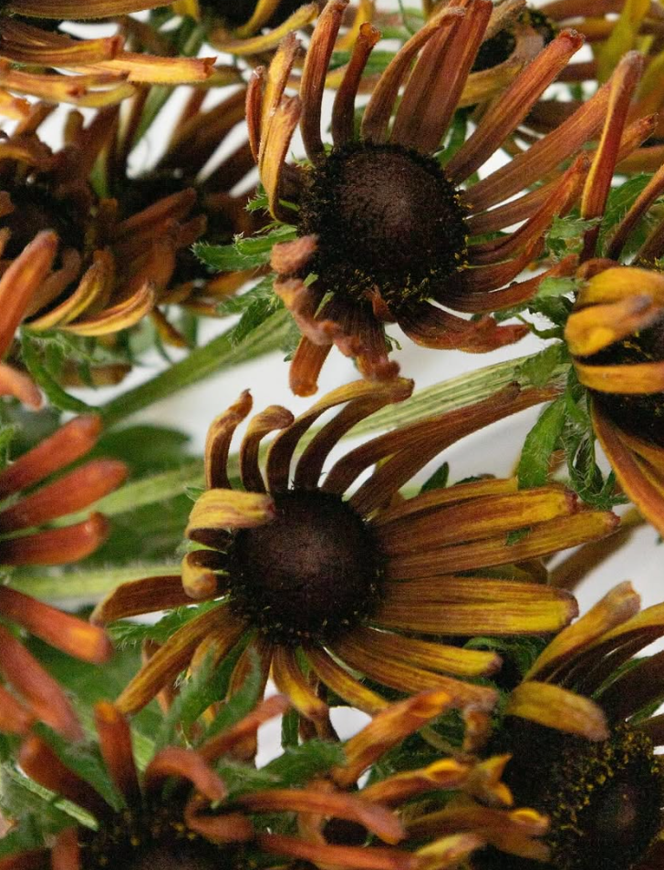 Echinacea purpurea ’Electra shock’ 30 Seeds