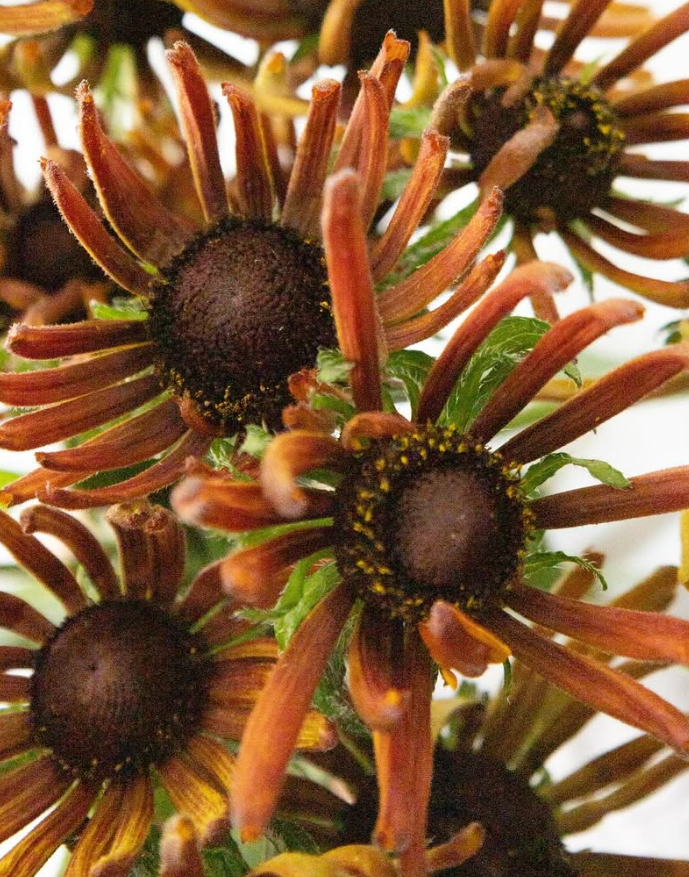 Echinacea purpurea ’Electra shock’ 30 Seeds
