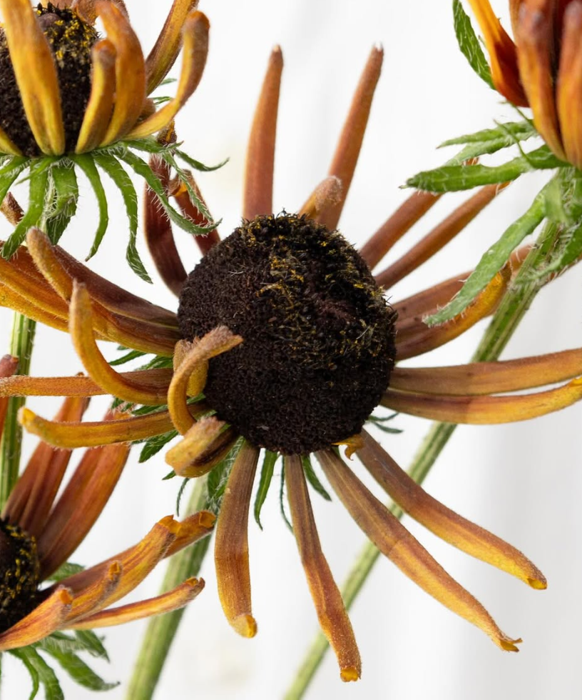 Echinacea purpurea ’Electra shock’ 30 Seeds