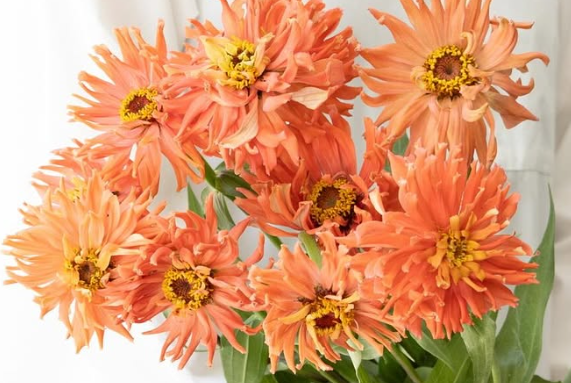 Zinnia elegans ’Senorita pink’ 50 Seeds