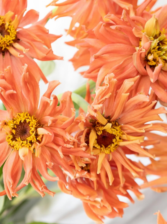 Zinnia elegans ’Senorita pink’ 50 Seeds