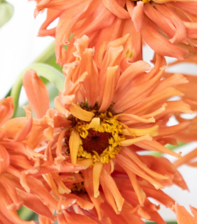 Zinnia elegans ’Senorita pink’ 50 Seeds