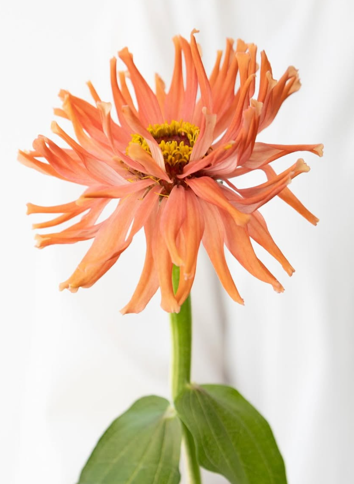 Zinnia elegans ’Senorita pink’ 50 Seeds