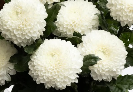 Chrysanthemum morifolium ’Silent’ 100 Seeds