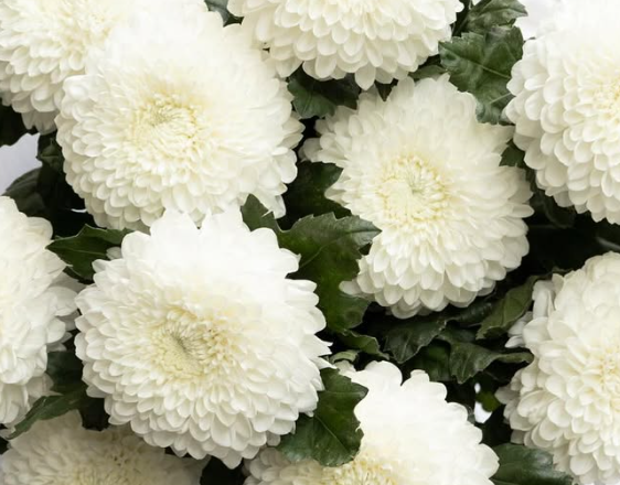 Chrysanthemum morifolium ’Silent’ 100 Seeds