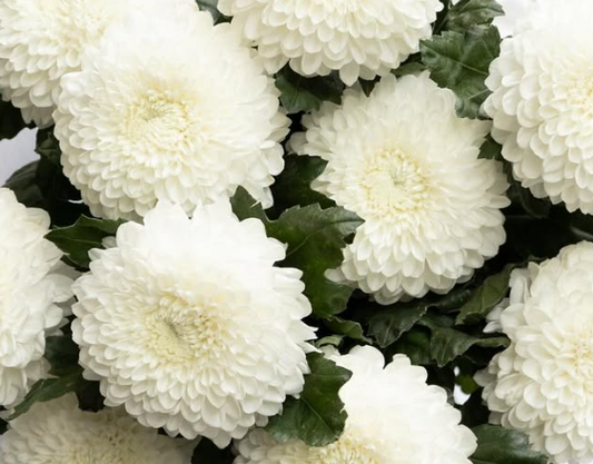 Chrysanthemum morifolium ’Silent’ 100 Seeds