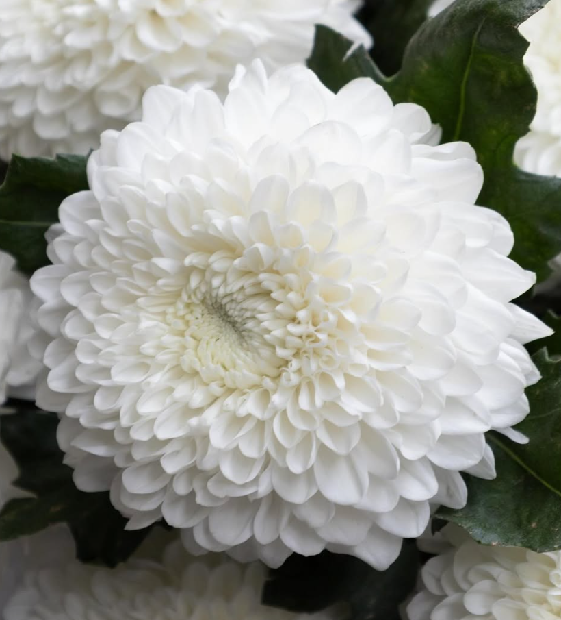 Chrysanthemum morifolium ’Silent’ 100 Seeds