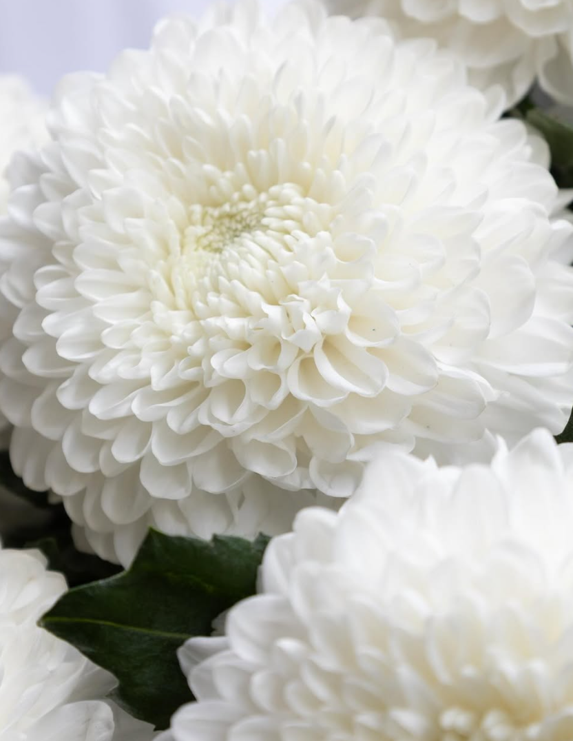 Chrysanthemum morifolium ’Silent’ 100 Seeds