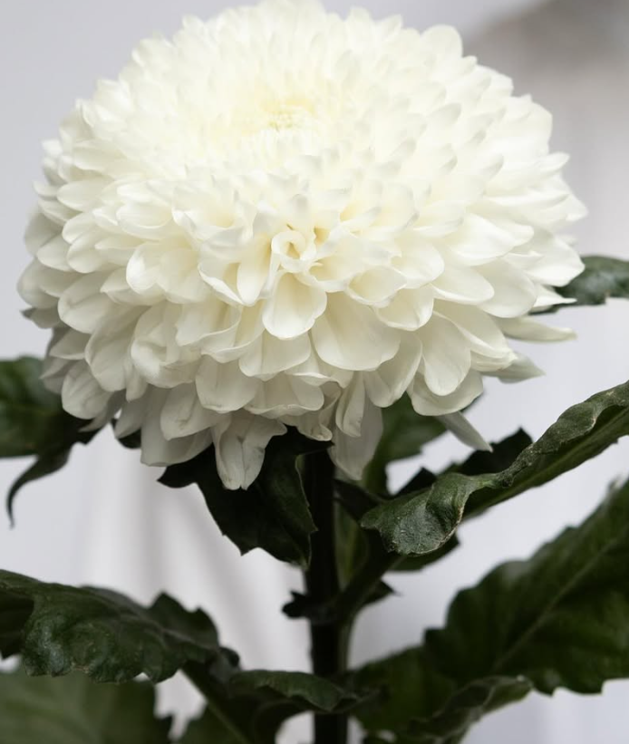 Chrysanthemum morifolium ’Silent’ 100 Seeds