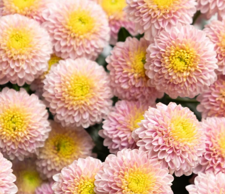 Chrysanthemum morifolium ’Motley’ 100 Seeds