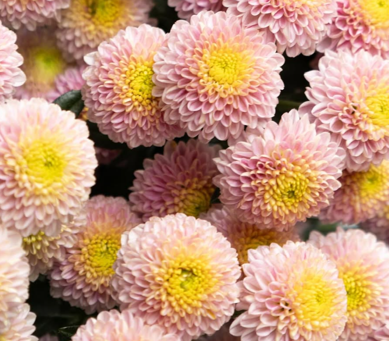 Chrysanthemum morifolium ’Motley’ 100 Seeds