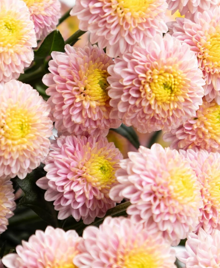 Chrysanthemum morifolium ’Motley’ 100 Seeds