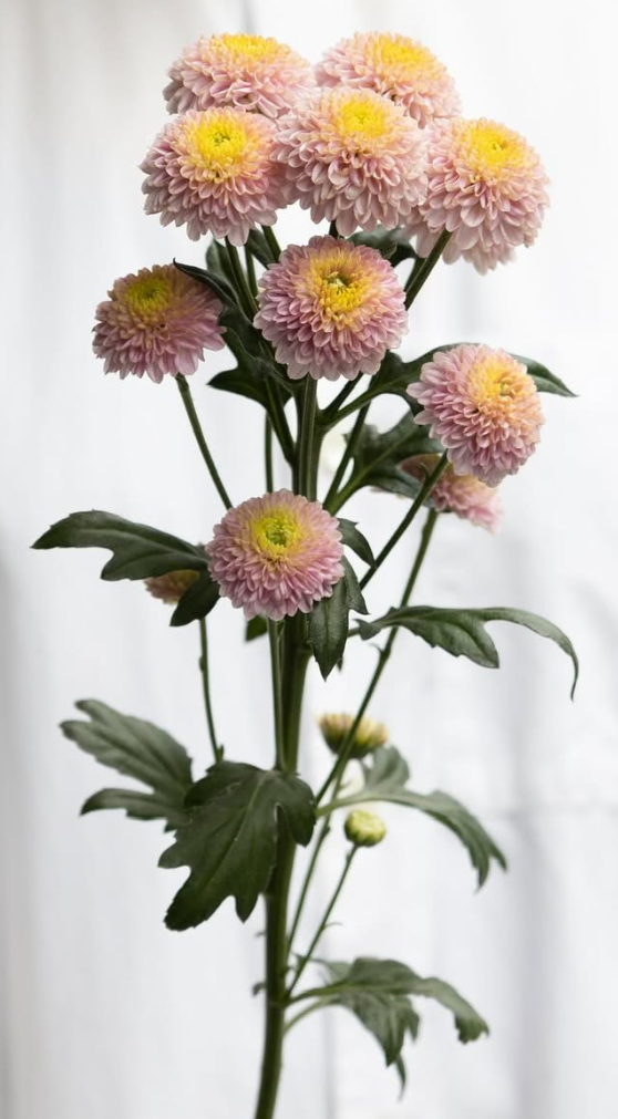 Chrysanthemum morifolium ’Motley’ 100 Seeds