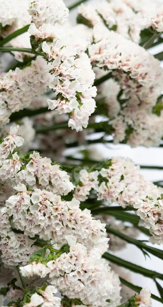 Limonium sinuatum ’Marble white’ 100 Seeds
