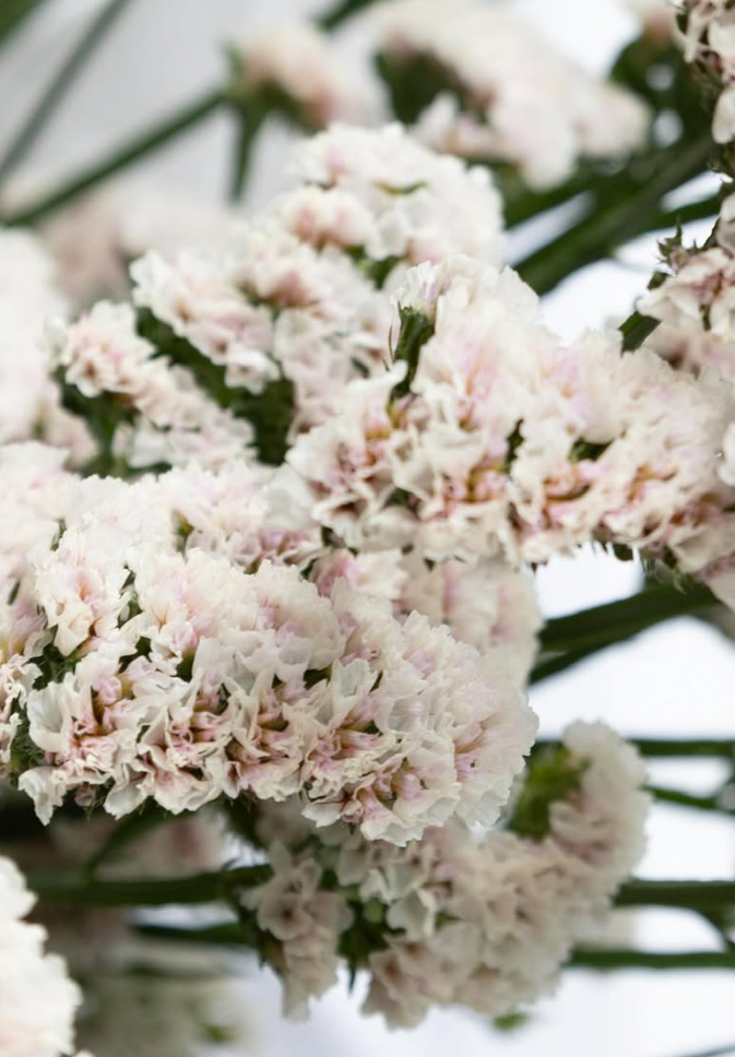 Limonium sinuatum ’Marble white’ 100 Seeds