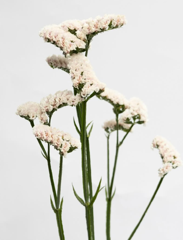 Limonium sinuatum ’Marble white’ 100 Seeds