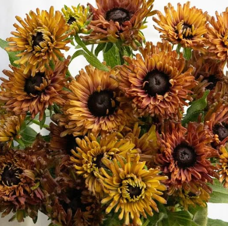 Rudbeckia ’Enchanted Nightfall’ 100 Seeds