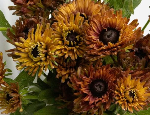 Rudbeckia ’Enchanted Nightfall’ 100 Seeds