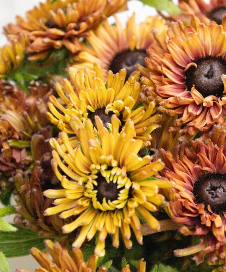 Rudbeckia ’Enchanted Nightfall’ 100 Seeds