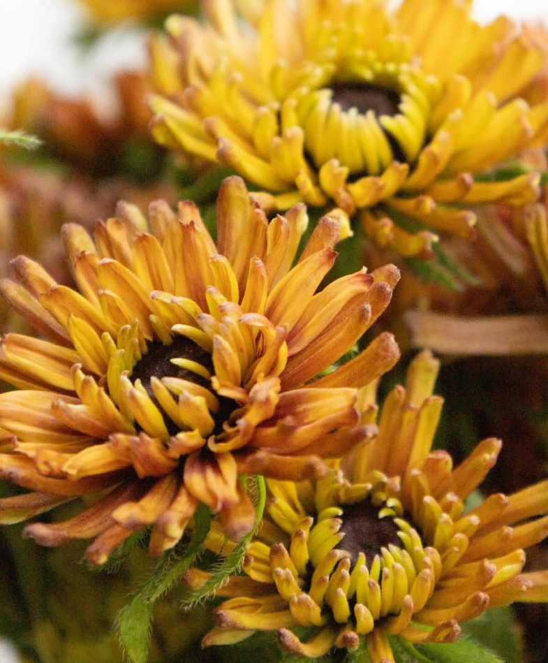 Rudbeckia ’Enchanted Nightfall’ 100 Seeds