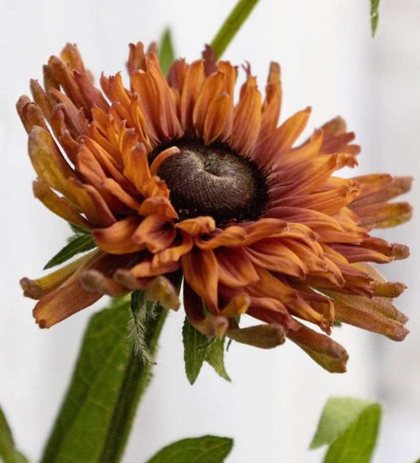 Rudbeckia ’Enchanted Nightfall’ 100 Seeds