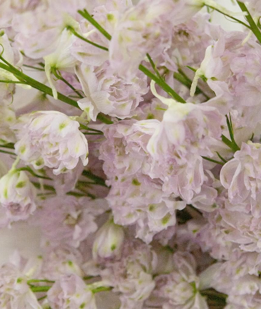 Delphinium ’Lady’ 80 Seeds