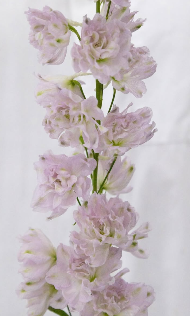 Delphinium ’Lady’ 80 Seeds