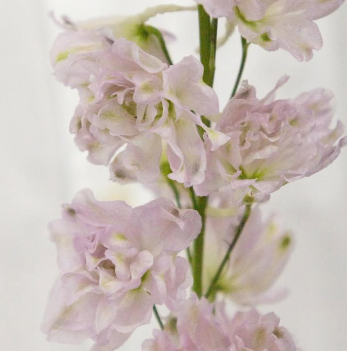 Delphinium ’Lady’ 80 Seeds